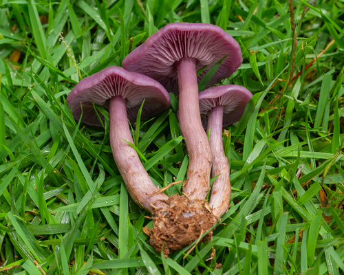 sordid blewit