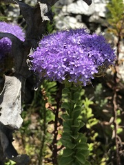 Pseudoselago pulchra