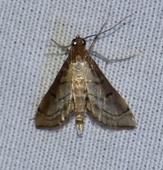 Marasmia cochrusalis