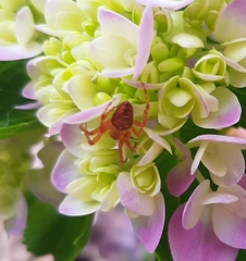 Araneae
