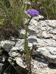 Pseudoselago pulchra