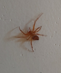 Araneae
