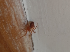 Araneae