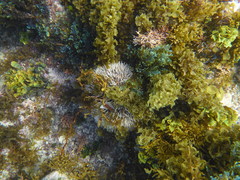 Tripneustes ventricosus