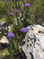 Pseudoselago pulchra