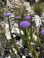 Pseudoselago pulchra
