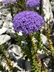 Pseudoselago pulchra