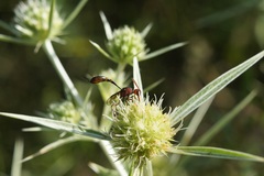 Gasteruption hastator