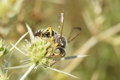 Cerceris tuberculata