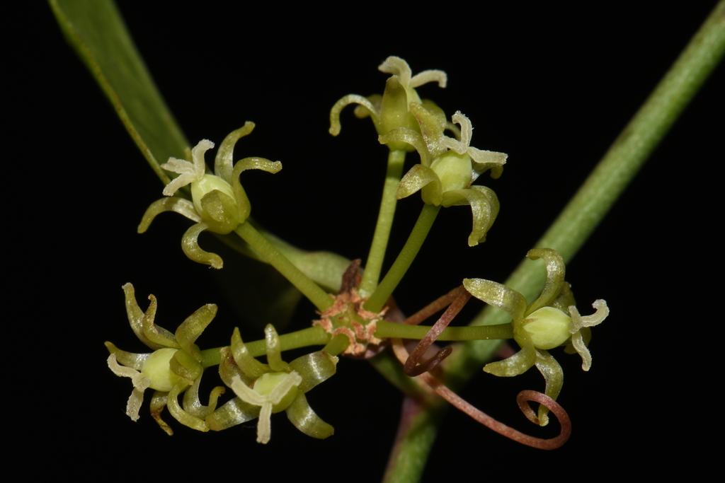 Earleaf greenbrier (Smilax auriculata)