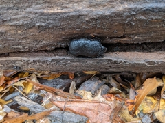 Camarops petersii