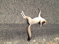 Vulpes macrotis mutica