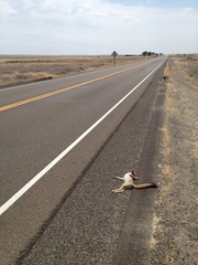 Vulpes macrotis mutica