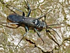 Turneromyia