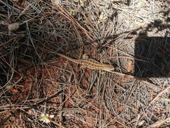 Sceloporus scalaris