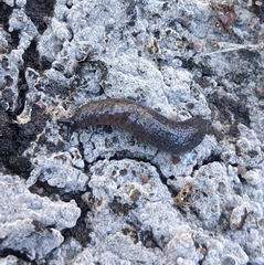 Hesperarion hemphilli