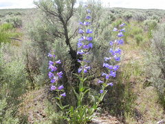 Penstemon cyaneus