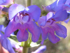 Penstemon cyaneus