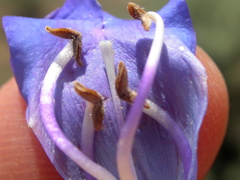 Penstemon cyaneus