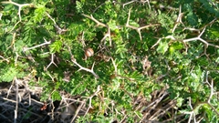 Sarcopoterium spinosum