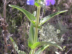 Penstemon cyaneus