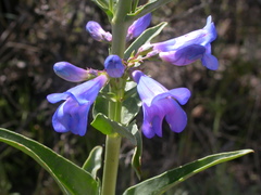 Penstemon cyaneus
