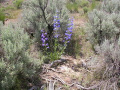 Penstemon cyaneus
