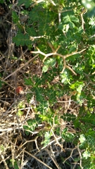 Sarcopoterium spinosum