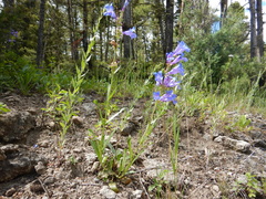 Penstemon cyaneus