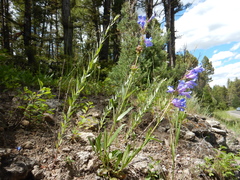 Penstemon cyaneus