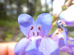 Penstemon cyaneus
