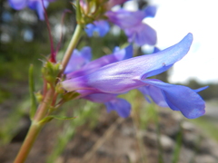 Penstemon cyaneus