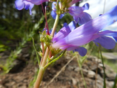 Penstemon cyaneus
