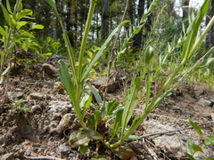 Penstemon cyaneus