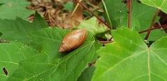 Euglandina rosea