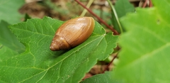 Euglandina rosea