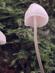 Mycena