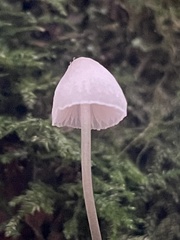 Mycena