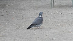 Columba palumbus