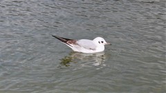 Chroicocephalus ridibundus