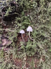 Mycena