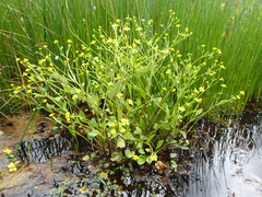 Ranunculus ophioglossifolius