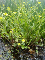 Ranunculus ophioglossifolius