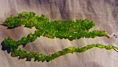 Ulva linza