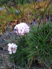 Armeria welwitschii