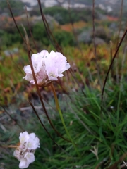 Armeria welwitschii