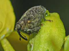 Ceutorhynchus pallidactylus