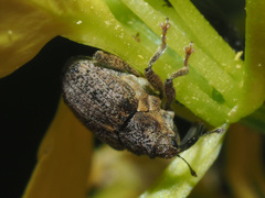 Ceutorhynchus pallidactylus