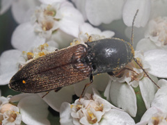 Agriotes ustulatus