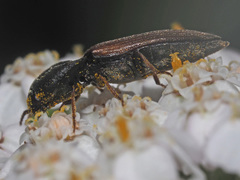 Agriotes ustulatus